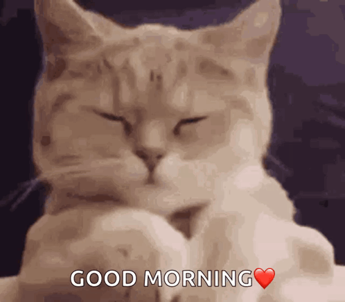 A Cat Says Good Morning With A Heart In The Corner GIF