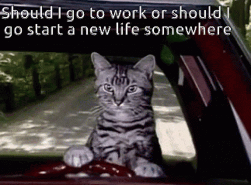 A Cat Sits In The Driver 'S Seat Of A Car GIF