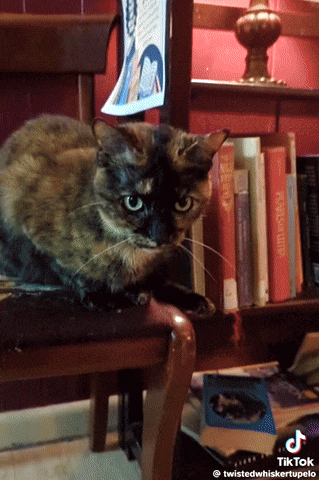 A Cat Sits On A Chair In Front Of A Bookshelf With A Book Called Penguin On It GIF