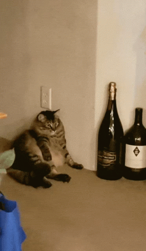 A Cat Sits On A Counter Next To A Large Bottle Of Wine GIF