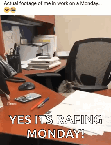 A Cat Sits On A Desk With The Caption Yes It 'S Rafting Monday GIF