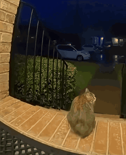 A Cat Sits On A Porch At Night Looking Out GIF