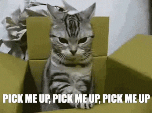 A Cat Sitting In A Cardboard Box With The Words Pick Me Up Pick Me Up Pick Me Up GIF