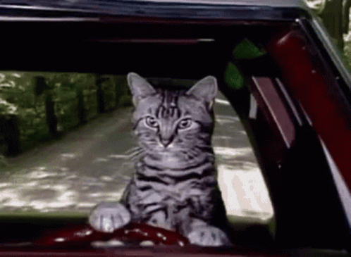 A Cat Sitting In The Driver 'S Seat Of A Car GIF