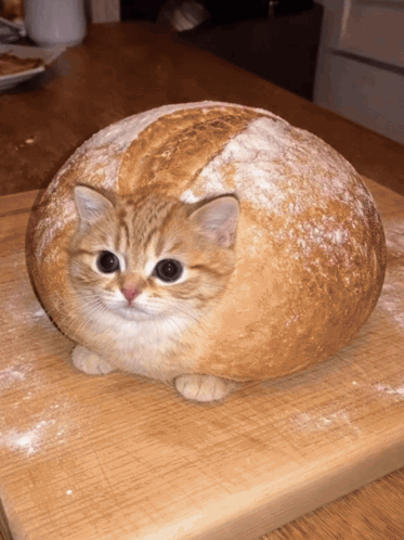 A Cat Sitting Inside Of A Loaf Of Bread GIF