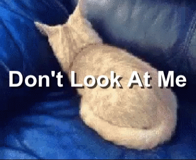 A Cat Sitting On A Blue Couch With The Words Do N't Look At Me GIF