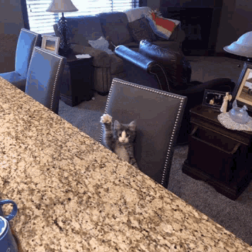 A Cat Sitting On A Chair With Its Paws Up In A Living Room GIF