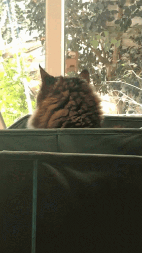 A Cat Sitting On A Couch Looking Out Of A Window GIF