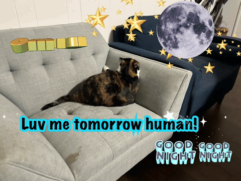 A Cat Sitting On A Couch With The Words " Luv Me Tomorrow Human " Written On It GIF