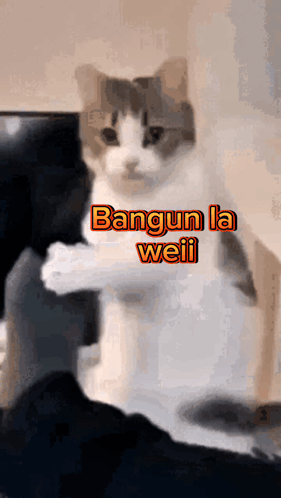 A Cat Sitting On A Person 'S Lap With The Words " Bangun La Weil " On The Bottom GIF