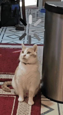 A Cat Sitting On A Rug In Front Of A Trash Can GIF