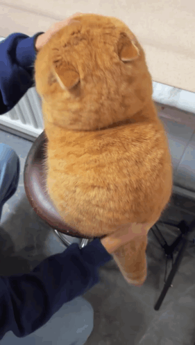 A Cat Sitting On A Stool With A Person Petting It 'S Back GIF