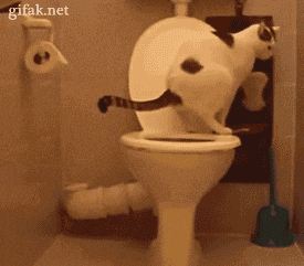 A Cat Sitting On A Toilet With A Gifak.net Watermark On The Bottom GIF