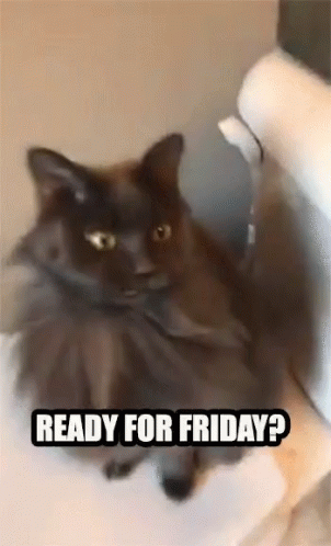 A Cat Sitting On A Toilet With The Words Ready For Friday GIF