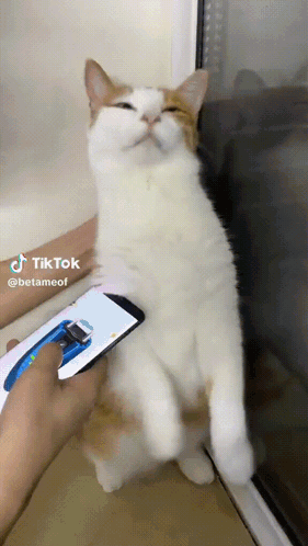 A Cat Sitting On A Window Sill With A Person Holding A Cell Phone In Front Of It GIF