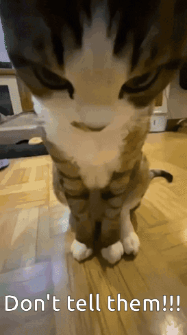 A Cat Sitting On A Wooden Floor With The Words " Don 'T Tell Them " Written Below It GIF