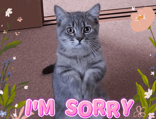 a cat sitting on its hind legs with the words i 'm sorry below it