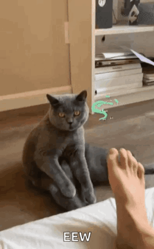 A Cat Sitting On The Floor Next To A Person 'S Foot GIF