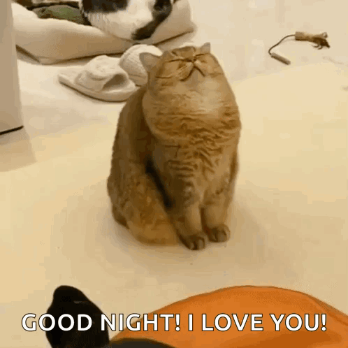 A Cat Sitting On The Floor With The Words Good Night I Love You Written On It GIF