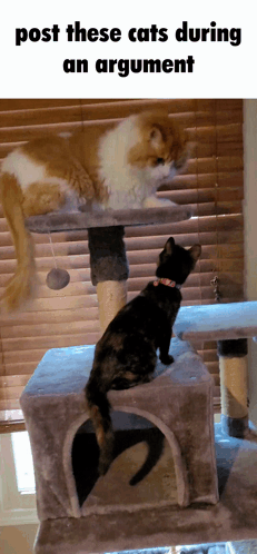 A Cat Sitting On Top Of A Cat Tree While Another Cat Looks On GIF