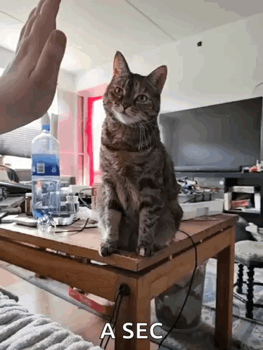 A Cat Sitting On Top Of A Table With A Sec Written On The Bottom GIF