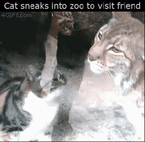 A Cat Sneaks Into Zoo To Visit A Friend From 4Gifs.com GIF