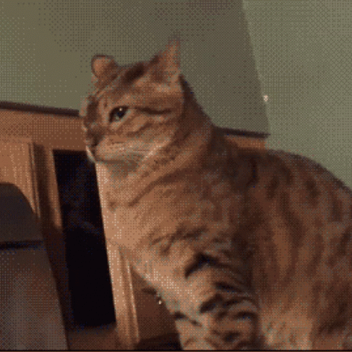 A Cat Standing In Front Of A Cabinet With Another Cat Behind It GIF