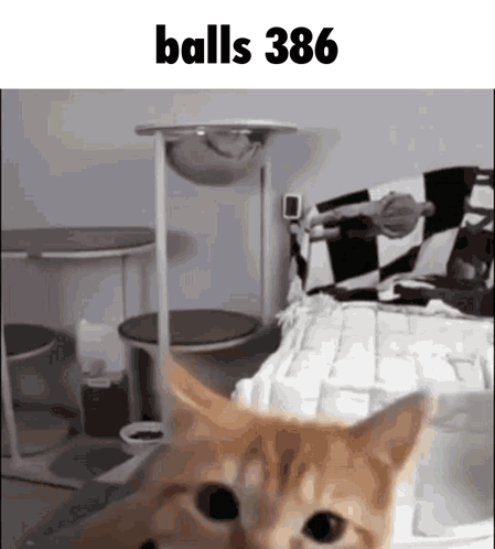 A Cat Standing In Front Of A Cat Tree With The Words Balls 386 Above It GIF
