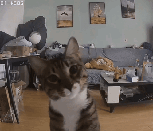 A Cat Standing In Front Of A Couch And A Coffee Table With The Time Of 01:45:05 GIF
