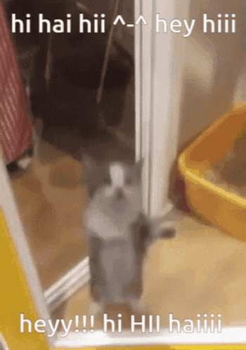 A Cat Standing In Front Of A Mirror With The Words Hi Hai Hii Hey Hii GIF