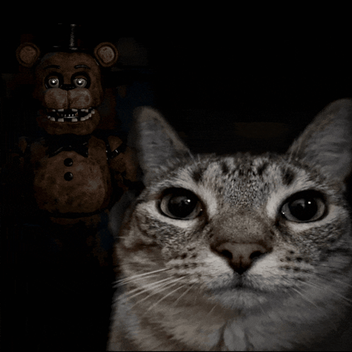 A Cat Standing In Front Of A Teddy Bear In A Dark Room GIF
