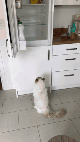 A Cat Standing In Front Of An Open Refrigerator Looking For Food GIF