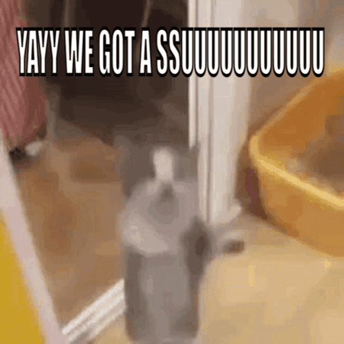 A Cat Standing Next To A Bottle That Says Yayy We Got A Ssuuuuuuuuuu GIF