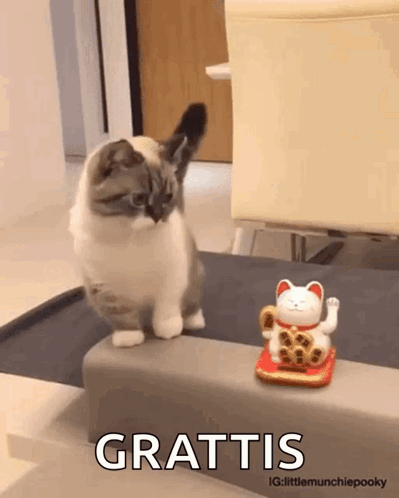 A Cat Standing Next To A Lucky Cat Figurine That Says Grattis On It GIF