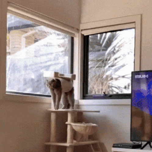 A Cat Standing On A Cat Tree In Front Of A Window With A Tv That Says Stvrj2d GIF