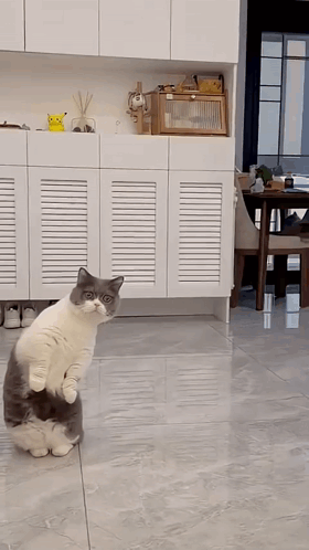 A Cat Standing On Its Hind Legs In A Living Room GIF