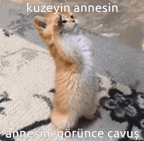 A Cat Standing On Its Hind Legs With A Caption In A Foreign Language GIF