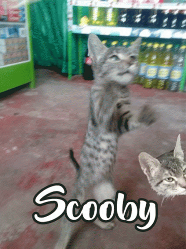 A Cat Standing On Its Hind Legs With The Word Scooby Written On It GIF
