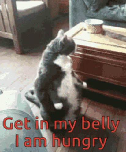 A Cat Standing On Its Hind Legs With The Words " Get In My Belly I Am Hungry " Above It GIF