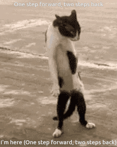 A Cat Standing On Its Hind Legs With The Words One Step Forward Two Steps Back GIF