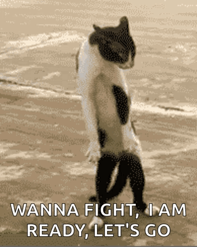 A Cat Standing On Its Hind Legs With The Words Wanna Fight I Am Ready Let 'S Go GIF