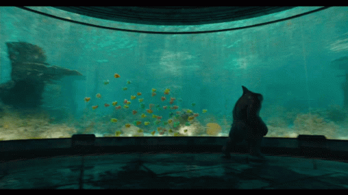A Cat Stands In Front Of A Large Aquarium GIF