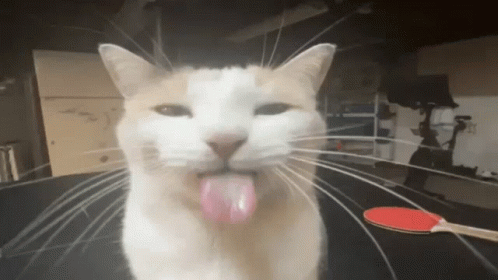 A Cat Sticking Its Tongue Out In Front Of A Table Tennis Paddle GIF