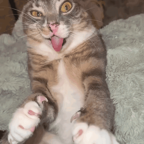 A Cat Sticking Its Tongue Out While Laying On A Blanket GIF