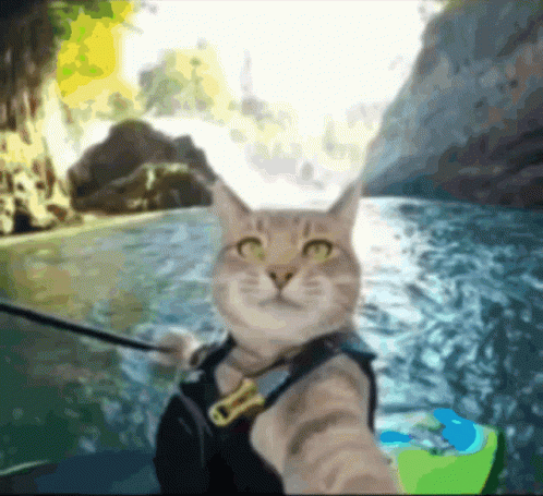 A Cat Taking A Selfie In The Water Wearing A Life Jacket GIF