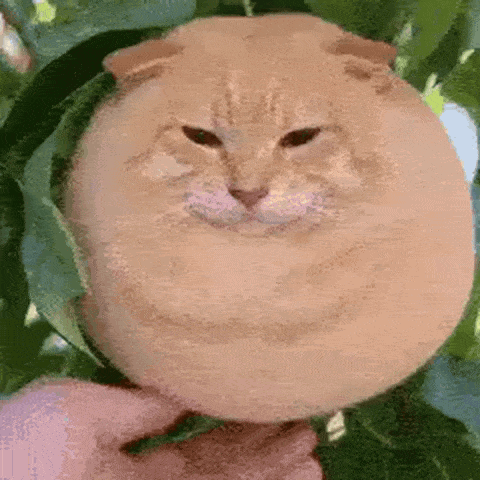 A Cat That Looks Like A Melon Is Being Held By Someone GIF
