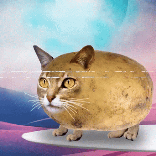 A Cat That Looks Like A Potato Is Standing On A White Surface GIF