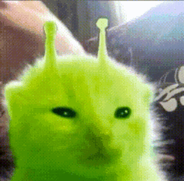 A Cat That Looks Like Shrek Is Being Held By Someone GIF