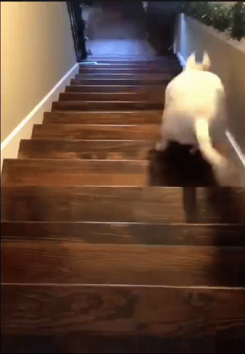 A Cat Walking Up A Set Of Wooden Stairs GIF