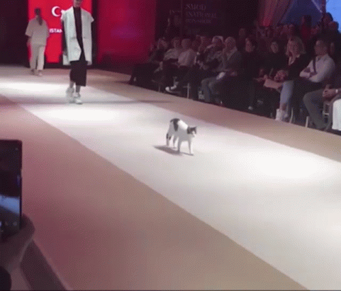 A Cat Walks Down A Runway At A Fashion Show With A Crowd Watching GIF